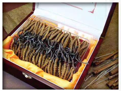 潘集冬虫夏草回收